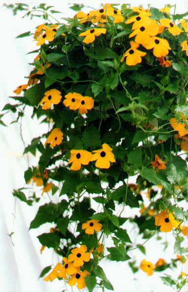 thunbergia alata