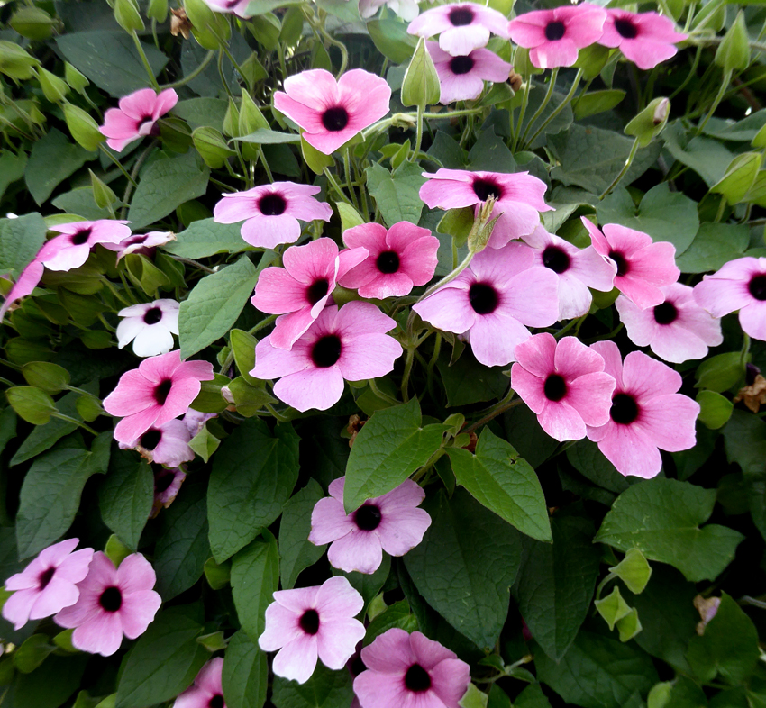 thunbergia_alata rosa