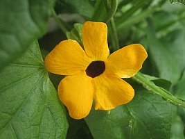 thunbergia_alata