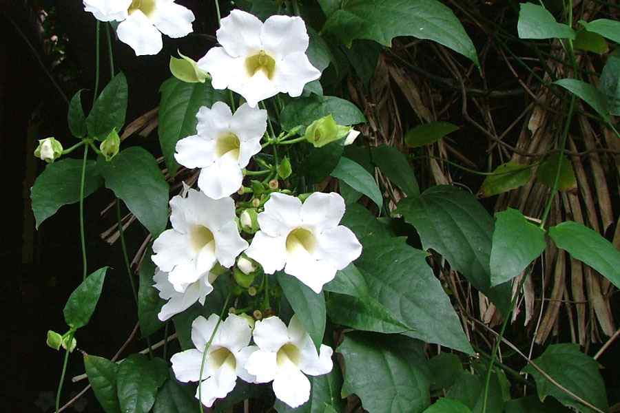 thunbergia_alba1