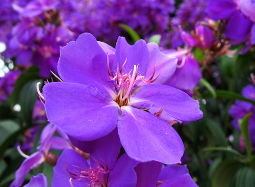 tibouchina grandflora