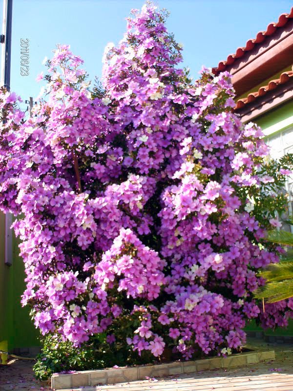 tibouchina-mutabilis