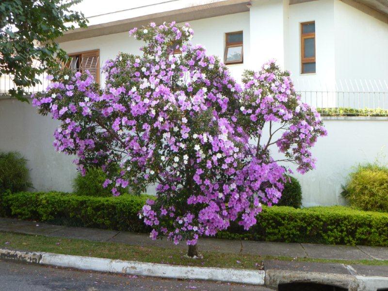 tibouchina