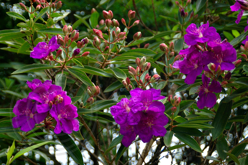 tibouchina