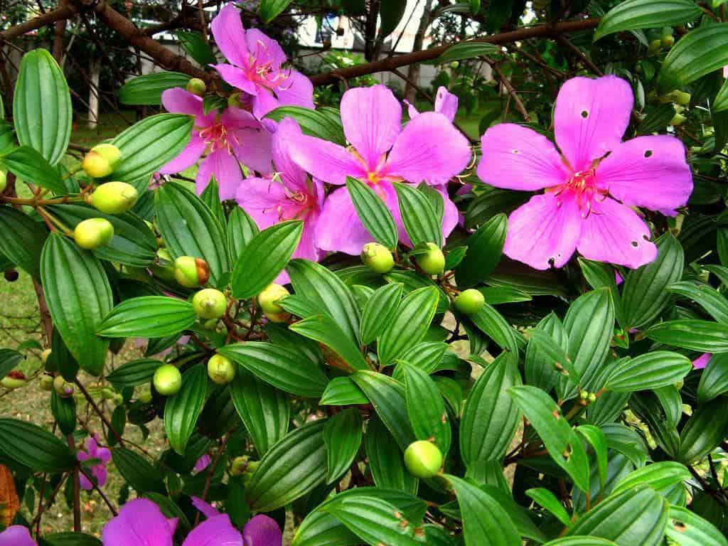 tibouchina_mutabilis