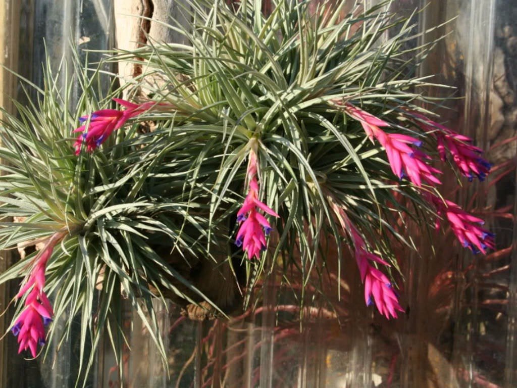 tillandsia-1