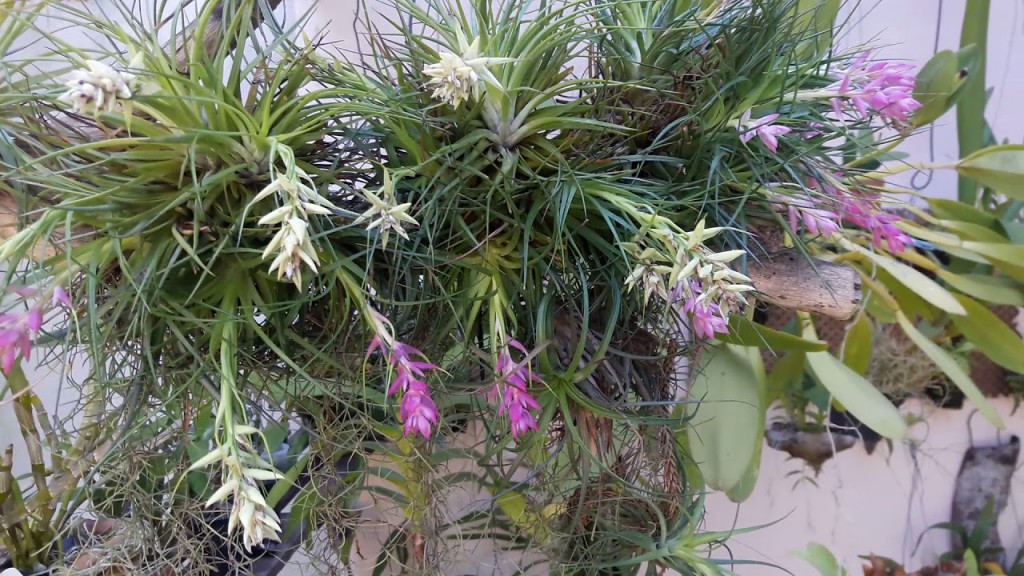 tillandsia-22