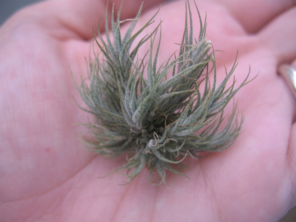 tillandsia-6