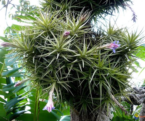 tillandsia-691