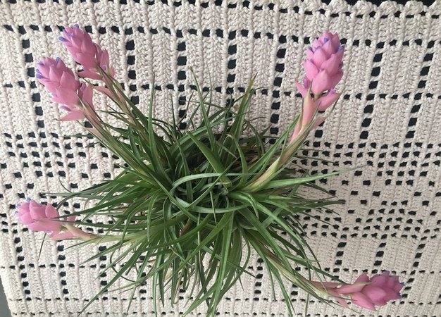 tillandsia