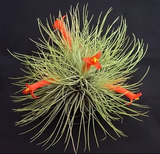 tillandsia_andreana