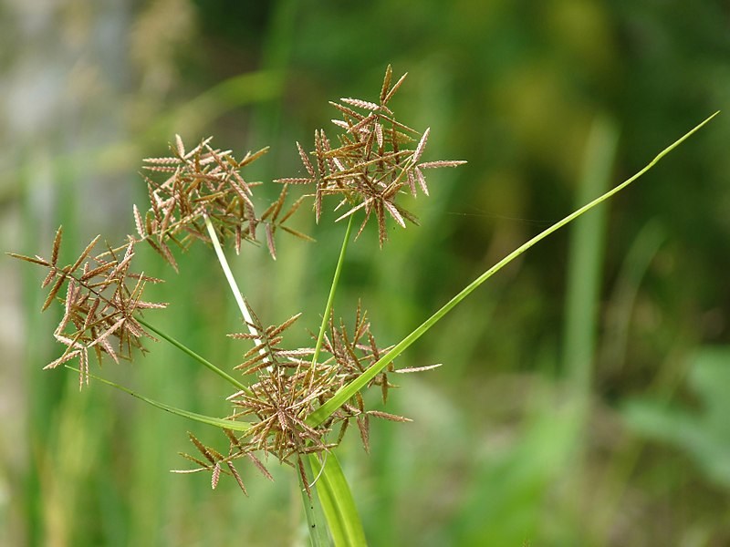 tiririca