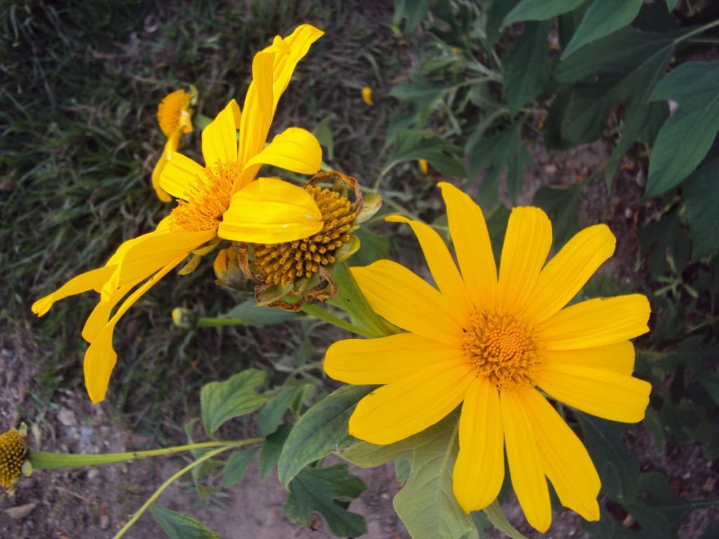 tithonia Diversifolia