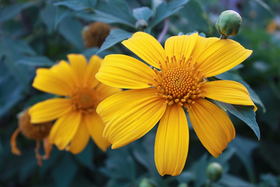 tithonia-diversifolia