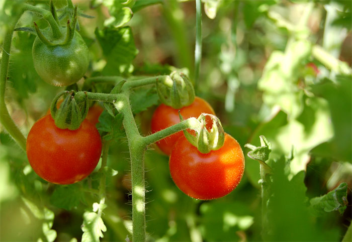 tomatecereja
