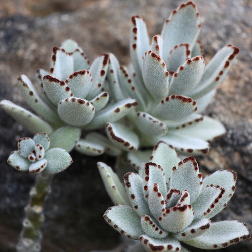 tomentosa