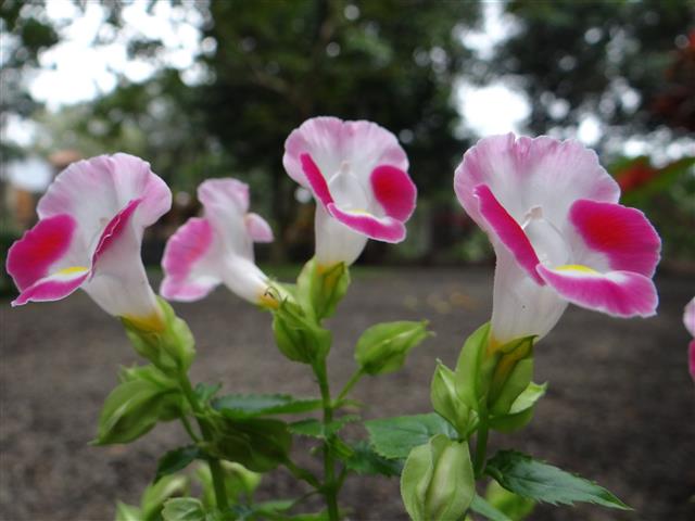 torenia