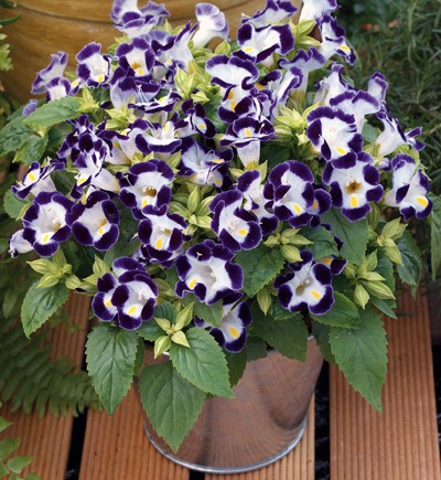 torenia fournieri