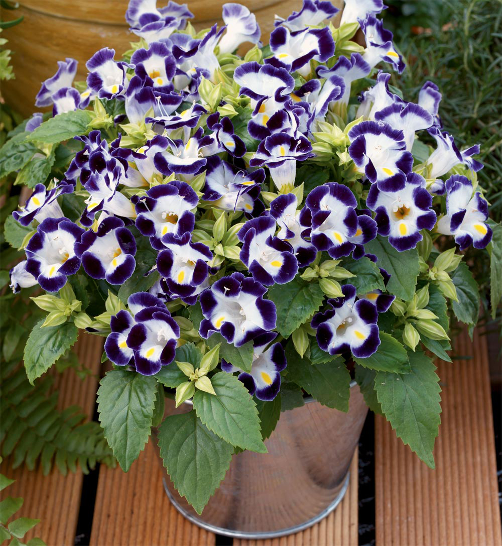 torenia.767877-001