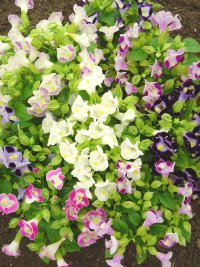 torenia