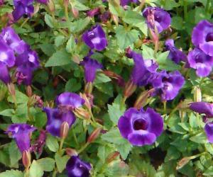 torenia