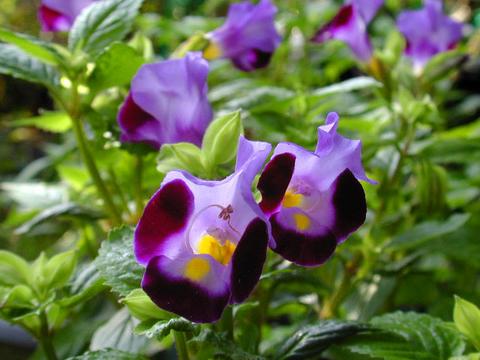 torenia