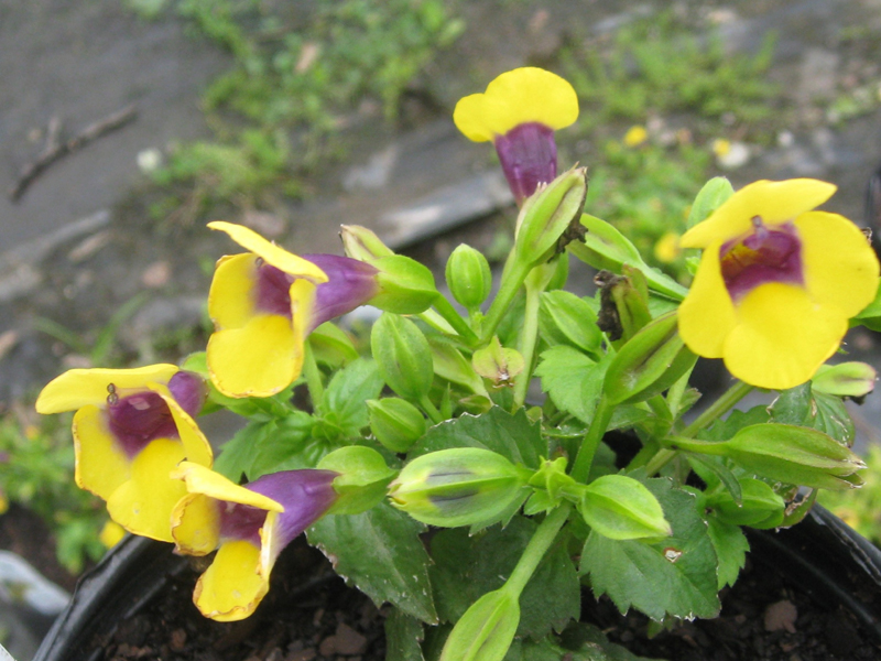 torenia