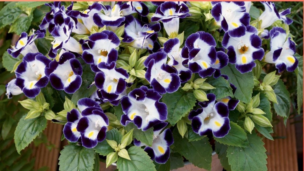 torenia