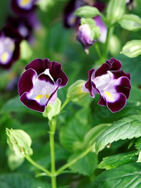 torenia_fournieri