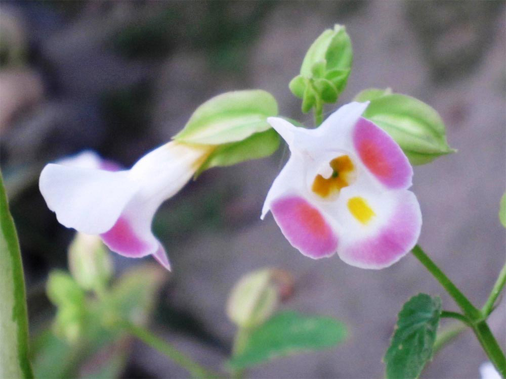 torenias-flores