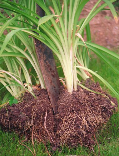 Daylily - Hemerocallis - clump division