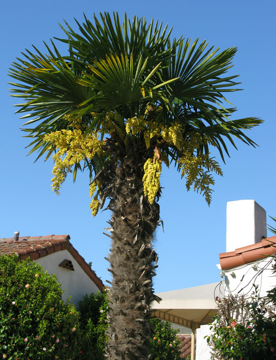 trachycarpus-fortunei