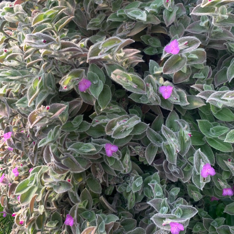 tradescantia-sillamontana