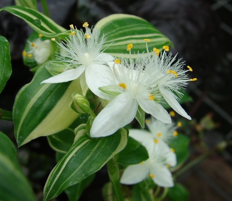 tradescantia variegata