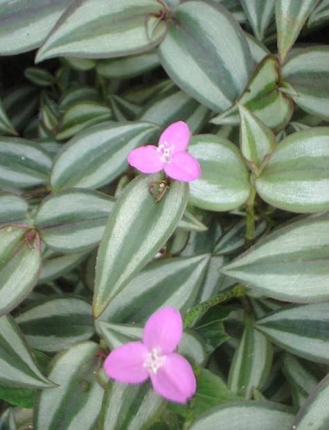 tradescantia zebrina