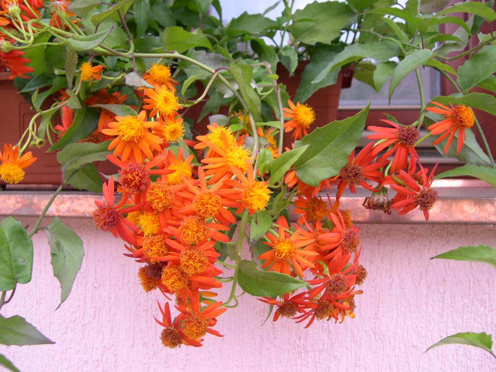 trepadeiras-mexicanas-flores