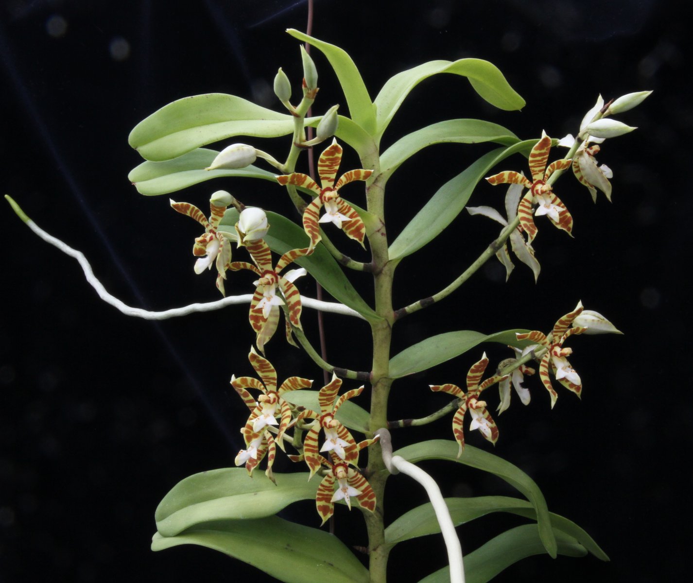 trichoglottis-fasciata