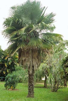 trithrinax brasiliensis