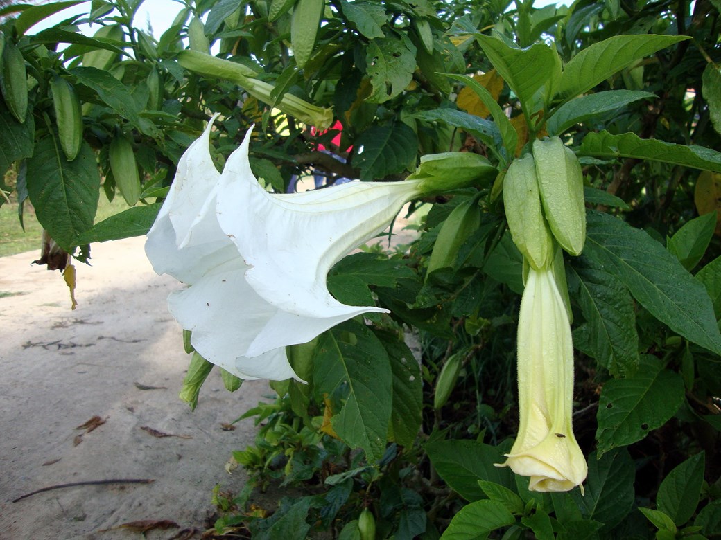 trombeta-de-anjo - Brugmansia suaveolens