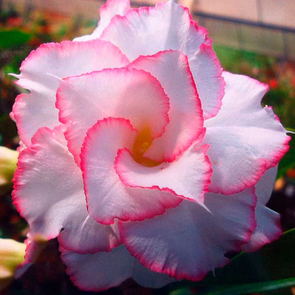 adenium obesum