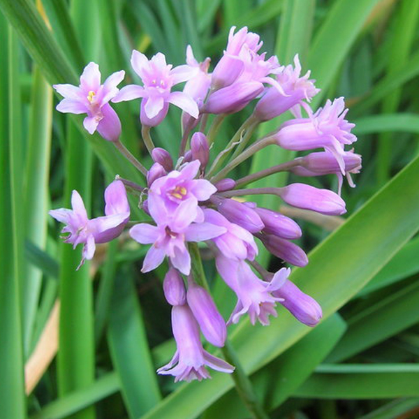 tulbaghia-simmleri