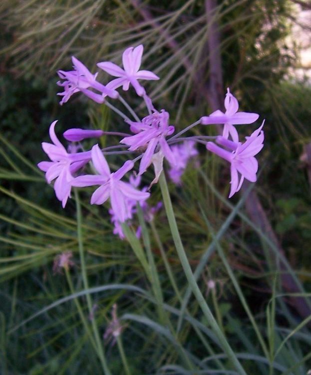 tulbaghia_violacea_1