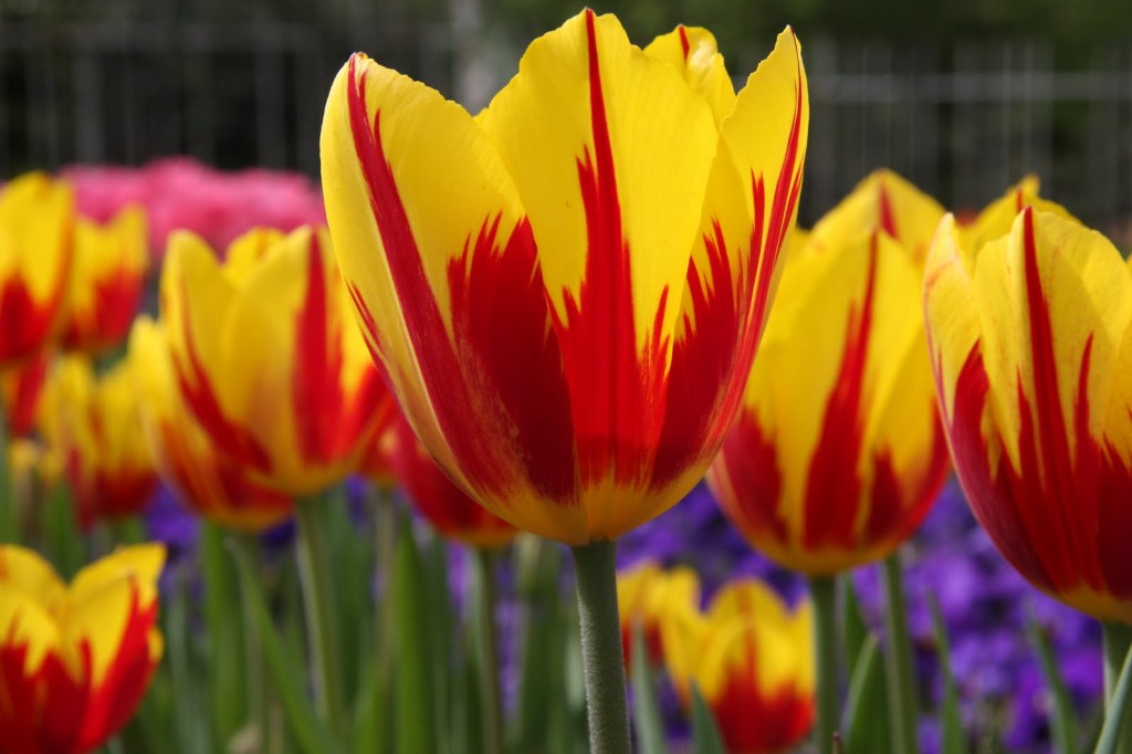 tulipa-44