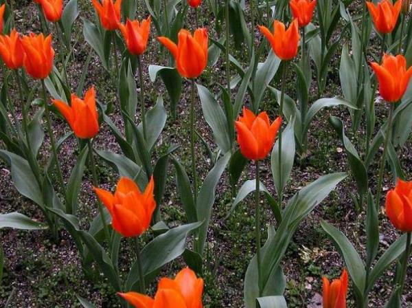 tulipa Bailarina