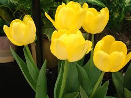 tulipa amarela