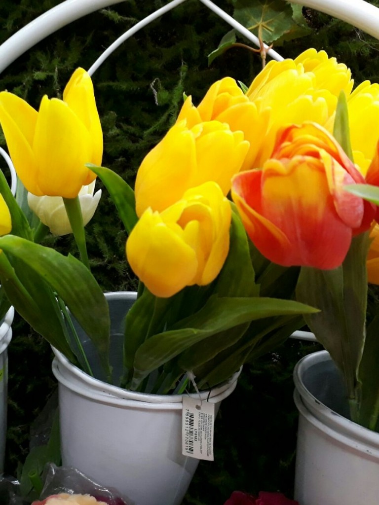 tulipa amarela