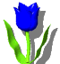 tulipa azul