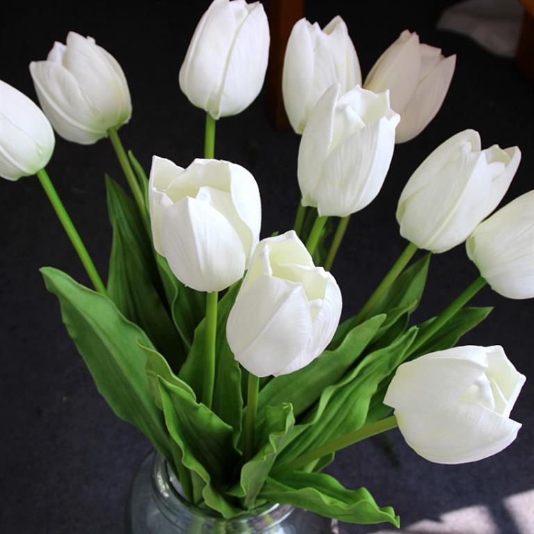 tulipa branca
