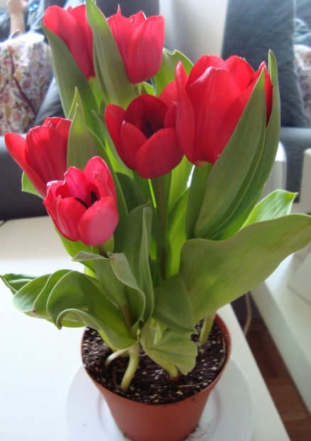 tulipa em vaso