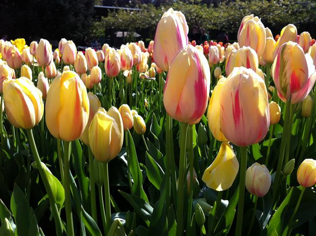 tulipa hybrida